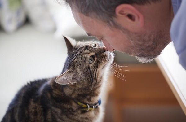Приметы о кошках: 15 интересных поверий