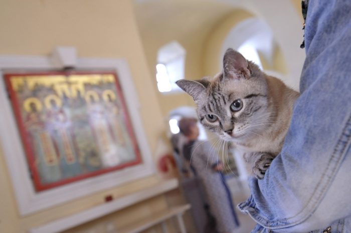 О котиках в Церкви