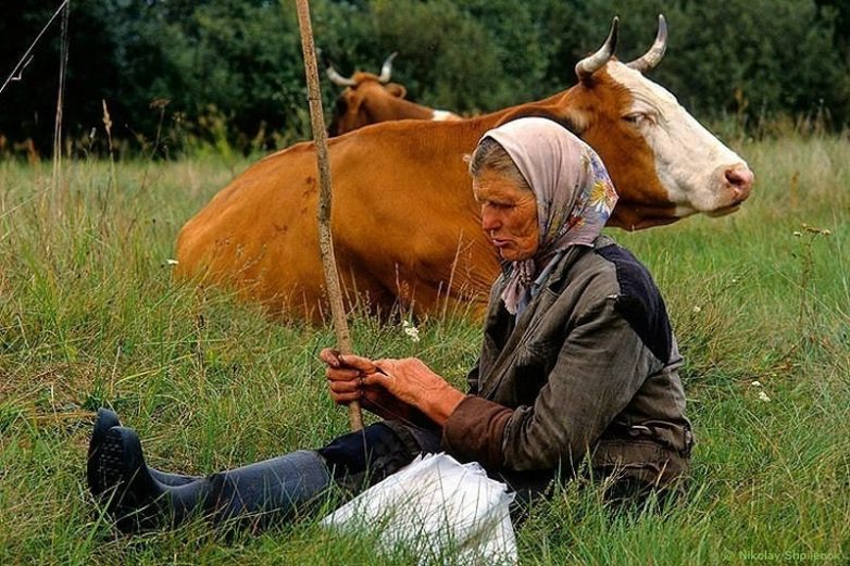 Тётя Поля и её корова
