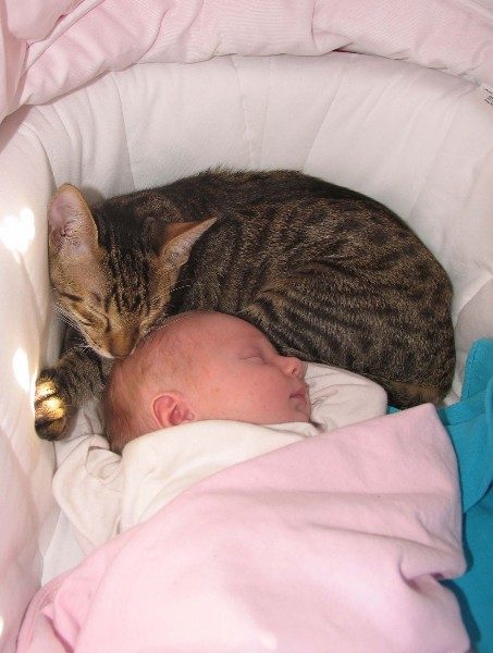 Кот и ребёнок