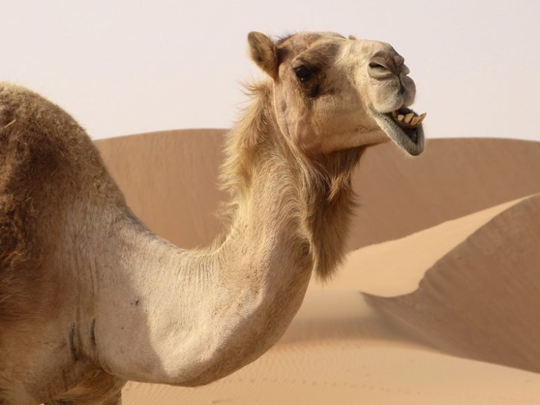 История о говорящей верблюдице