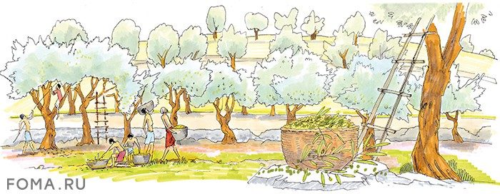 О чём шумят деревья в Гефсиманском саду