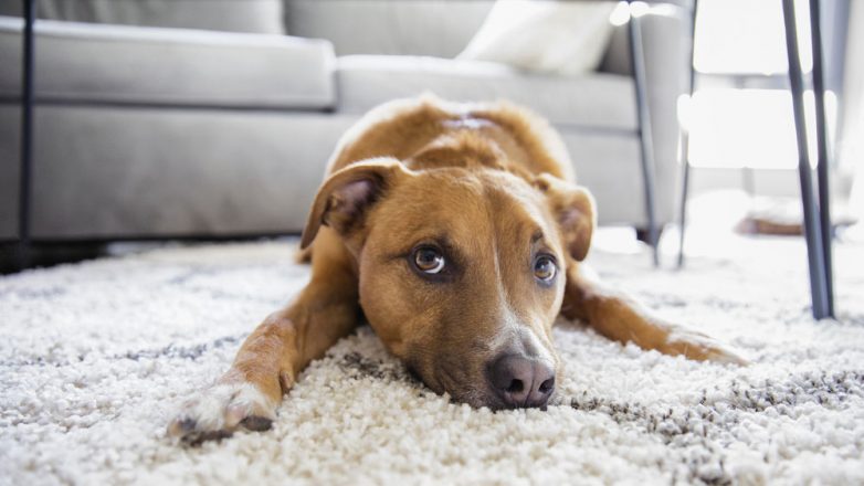 (Не)простые вопросы: можно ли держать собаку в освящённой квартире?