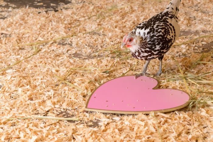«Любовь важнее курицы»: почему всё не так очевидно?