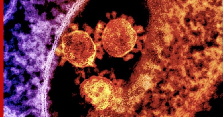 Различия в мутациях коронавируса и гриппа