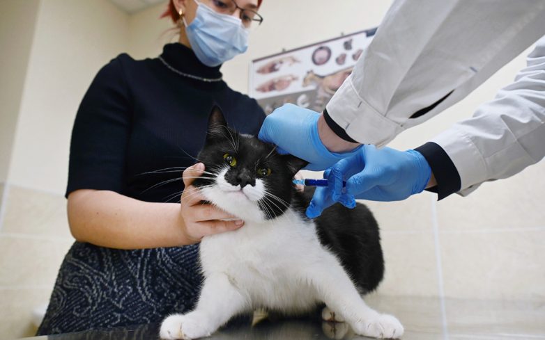 Надо ли вакцинировать домашних животных от COVID-19?
