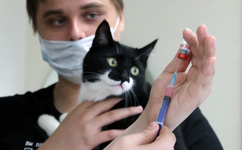 «Взвешенная» вакцинации кошек в России