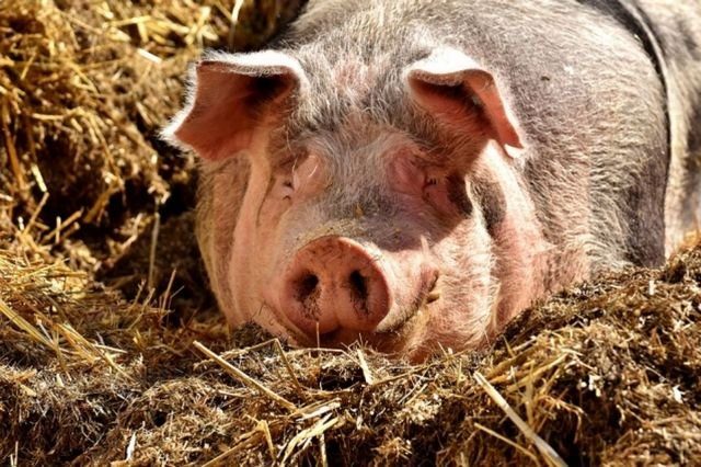 Почему грипп называется «свиным»