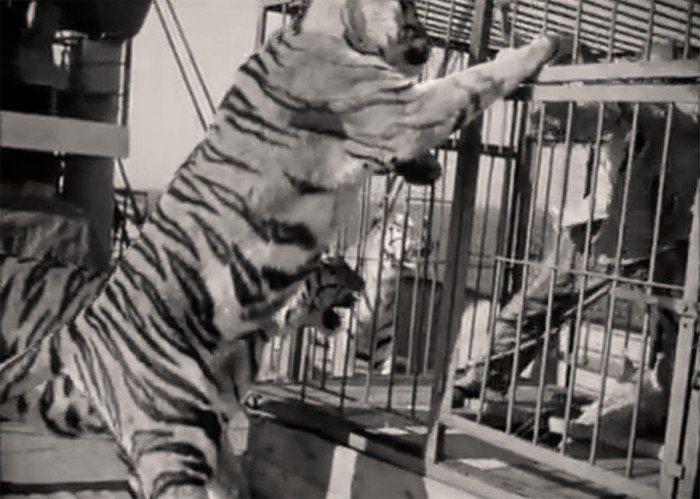 Как Евгений Леонов снимался с тиграми в «Полосатом рейсе»