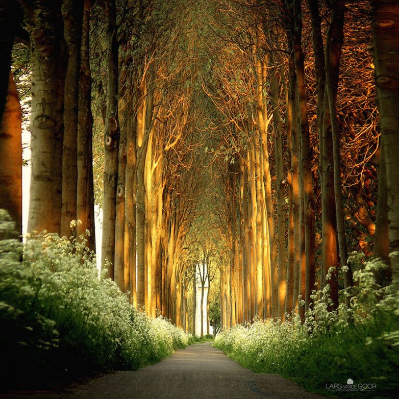 Волшебные туннели из деревьев. Феерическое зрелище!