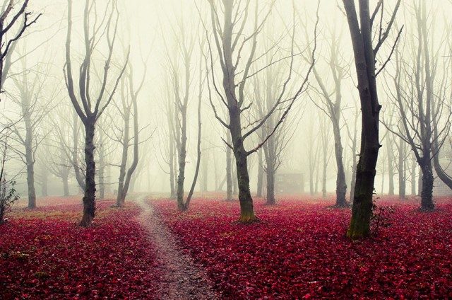 Мистические леса, которые вам захочется увидеть своими глазами