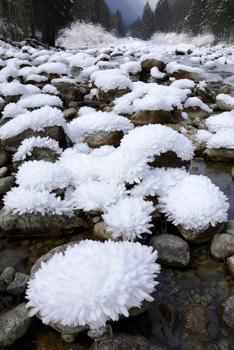 Неспящий ручей ледяные хризантемы