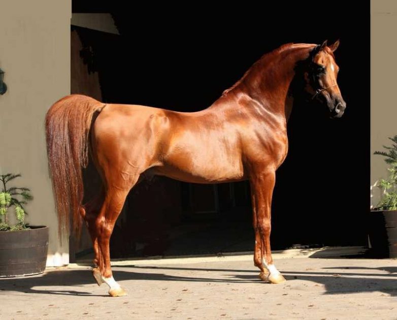 Породы лошадей с фотографиями и названиями и описанием для верховой езды