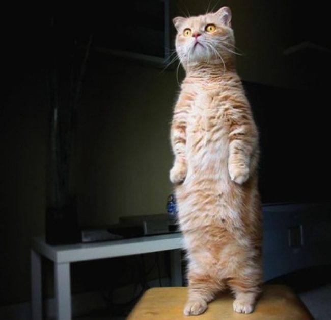 100 самых классных кошачьих снимков