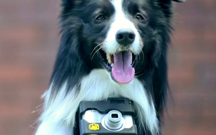 Что снял самый первый пес-фотограф?