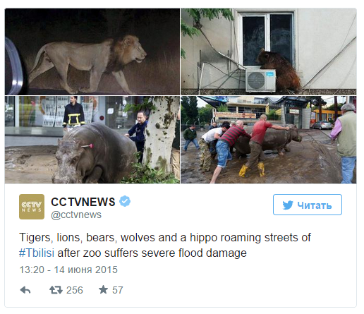 Наводнение и побег животных из зоопарка в Тбилиси