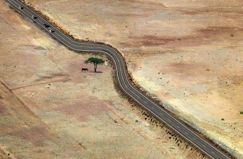 15 деревьев, которые победили в схватке с цивилизацией