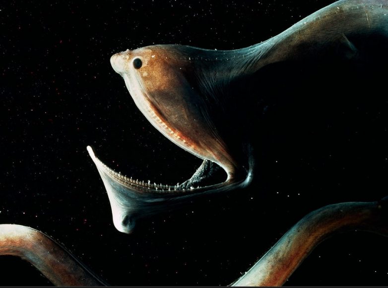 10 самых страшных чудищ из океанских глубин. Ужас!