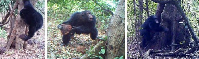 Сенсация! У африканских шимпанзе зарождается религия