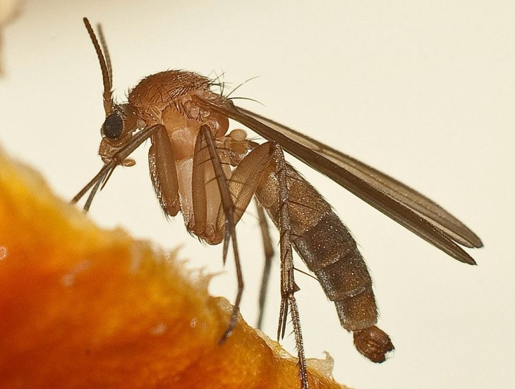 9 крутых способов «Как избавиться от комаров без ядовитой химии»