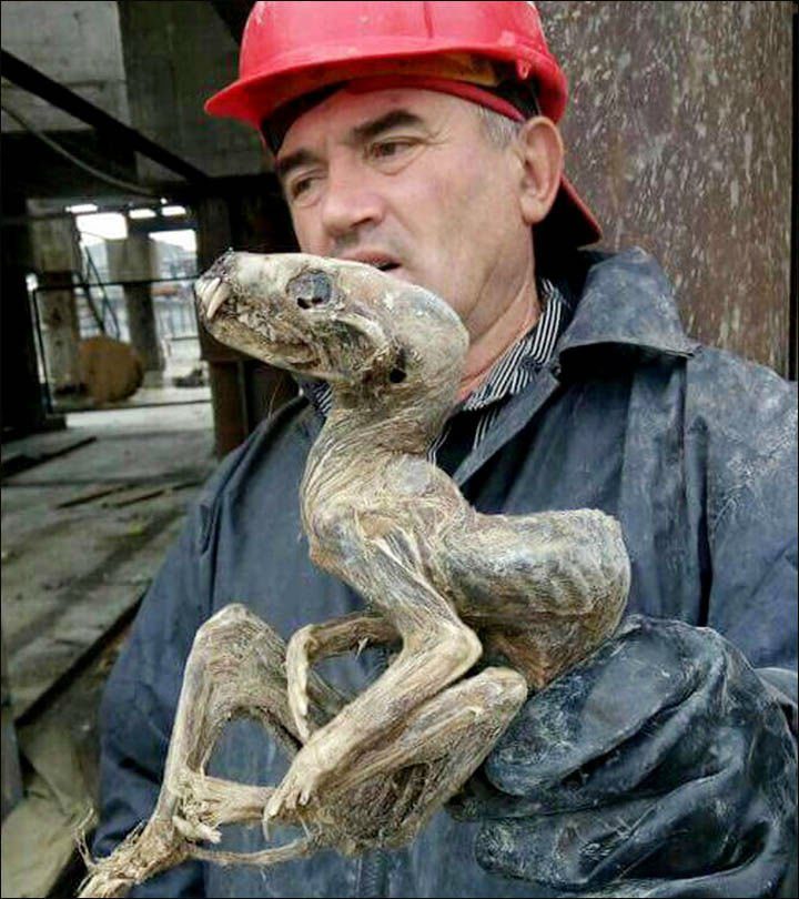 В Сибире откопали очень странное существо