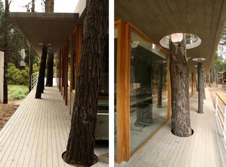 Когда дерево вписалось в дизайн дома