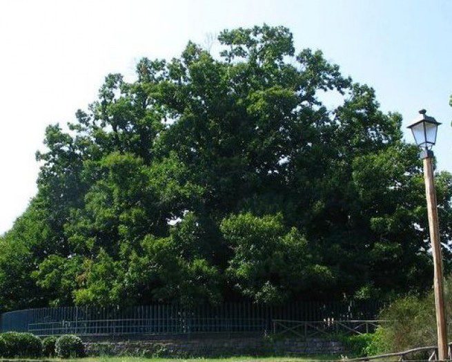 Самые древние деревья Земли