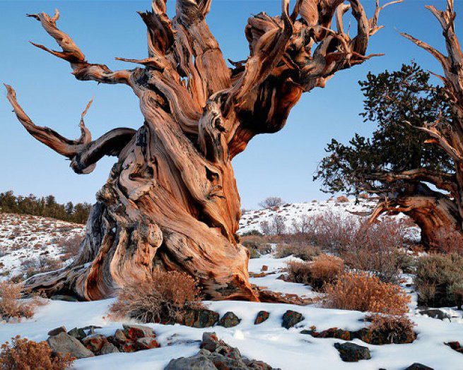 Самые древние деревья Земли