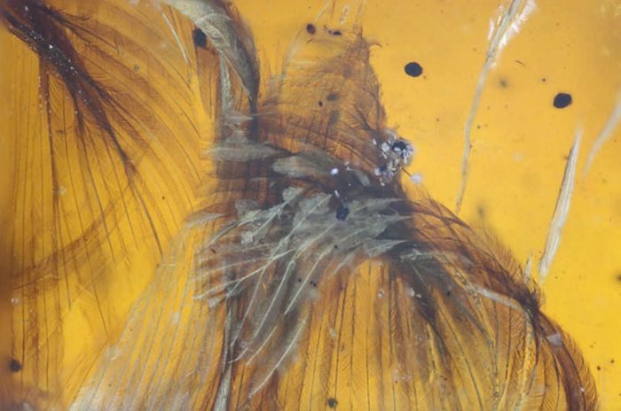 В этом янтаре обнаружили птицу, жившую 99.000.000 лет назад. Удивительное зрелище!
