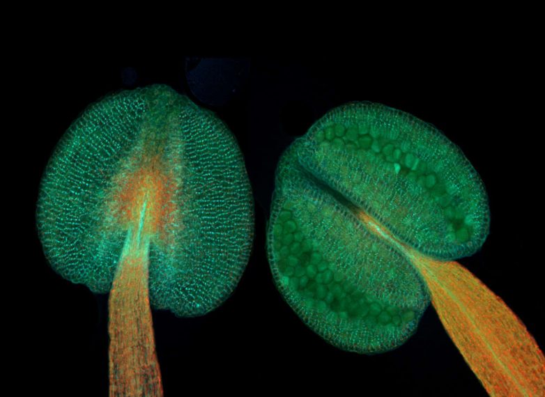 Удивительное открытие - оказывается, у растений тоже есть мозг