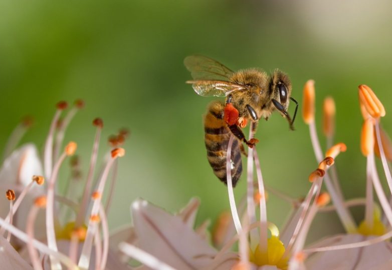 Апокалипсис наступает. Медоносные пчёлы вымирают по всей планете