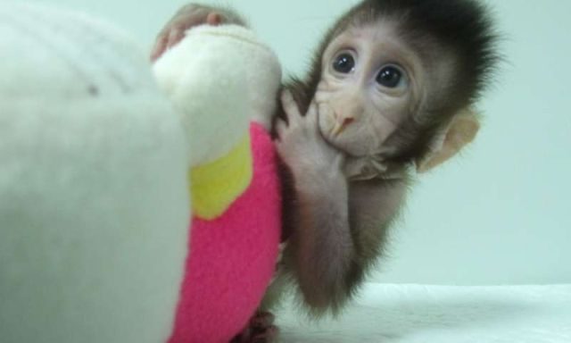 В Китае удалось клонировать приматов