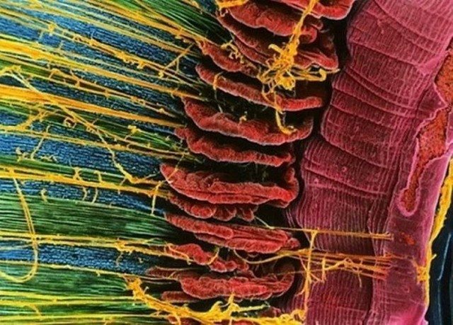 Удивительные вещи под микроскопом