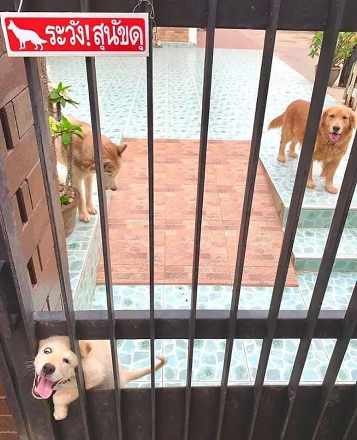 25 «злобных» собак, которых поставили охранять дом, но не объяснили, как это делать