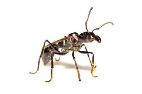 Кошмар! Это 10 самых страшных насекомых в мире