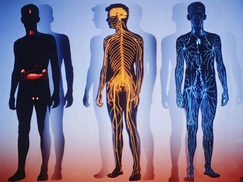 10 фактов о нашем теле, о которых вы не знали