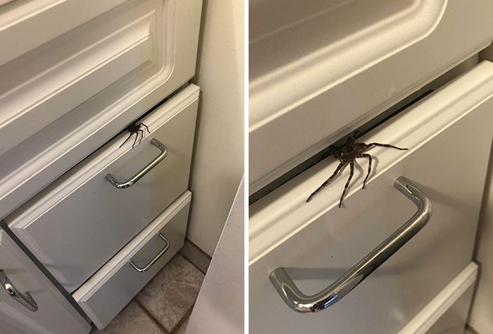 Кошмар! 19 примеров, когда люди нашли пауков в самых неожиданных местах
