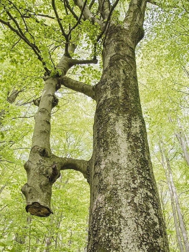 18 снимков с крайне прожорливыми деревьями, от вида которых у вас может появиться новая фобия