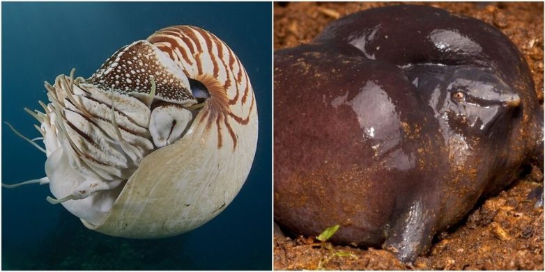 12 существ, которые сейчас выглядят так же, как и миллионы лет назад