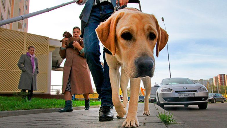 Странное дело о краже собаки-поводыря: расследование завершено, но вопросов много