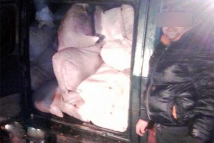 Через границу Украины с Россией пытались перебросить почти тонну зараженного чумой мяса