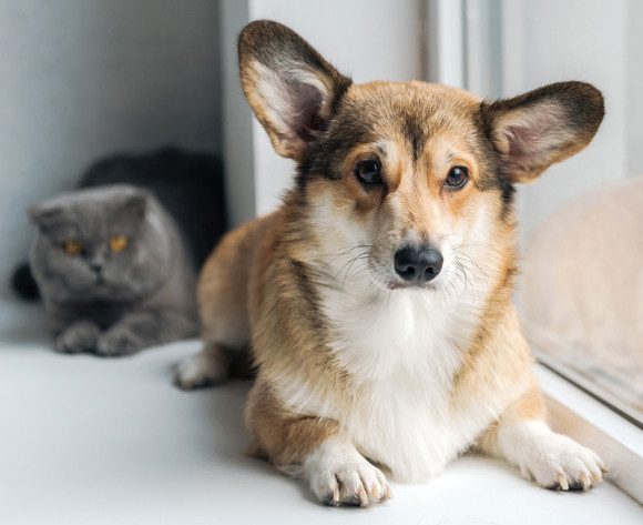 В Госдуму внесен законопроект об обязательной регистрации собак и кошек