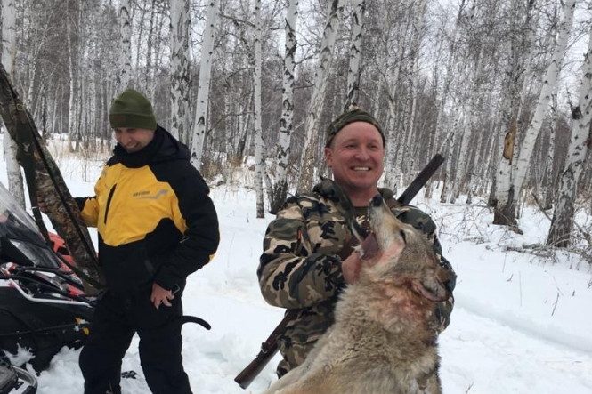 Из-за охоты с участием депутата, во время которой издевались над волком, начата новая проверка