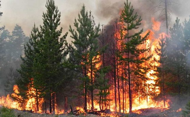 Как лесные пожары помогают чиновникам осваивать деньги и уходить от ответственности?