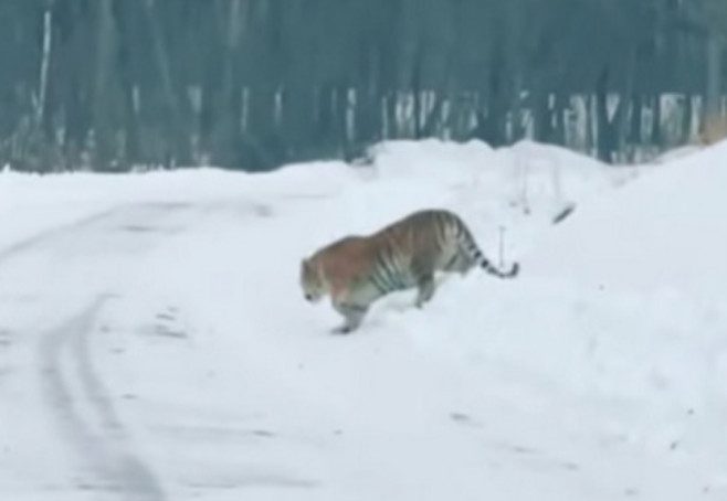 Жителя Приморья оштрафовали за фейк о тигре