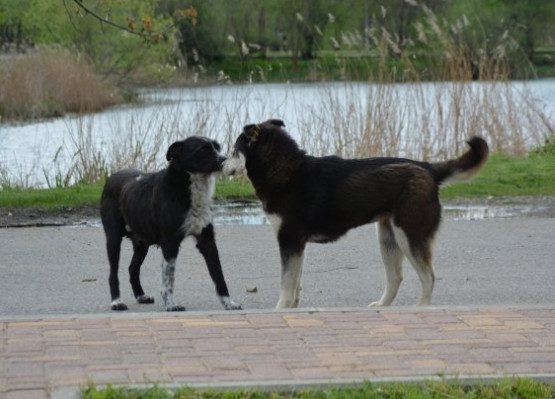 В Госдуме предложили штрафовать хозяев за выгул собак без присмотра