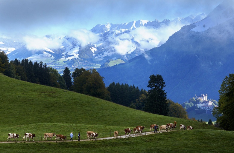 Как живут швейцарские сыроделы