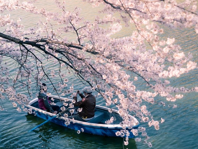 Цветение сакуры в Японии на фото