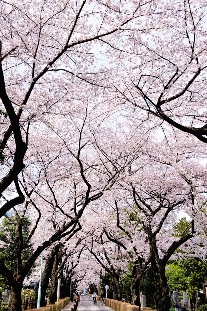 Фантастически красивое цветение сакуры в Японии