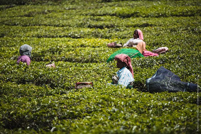 Индийские чайные плантации. Фоторепортаж